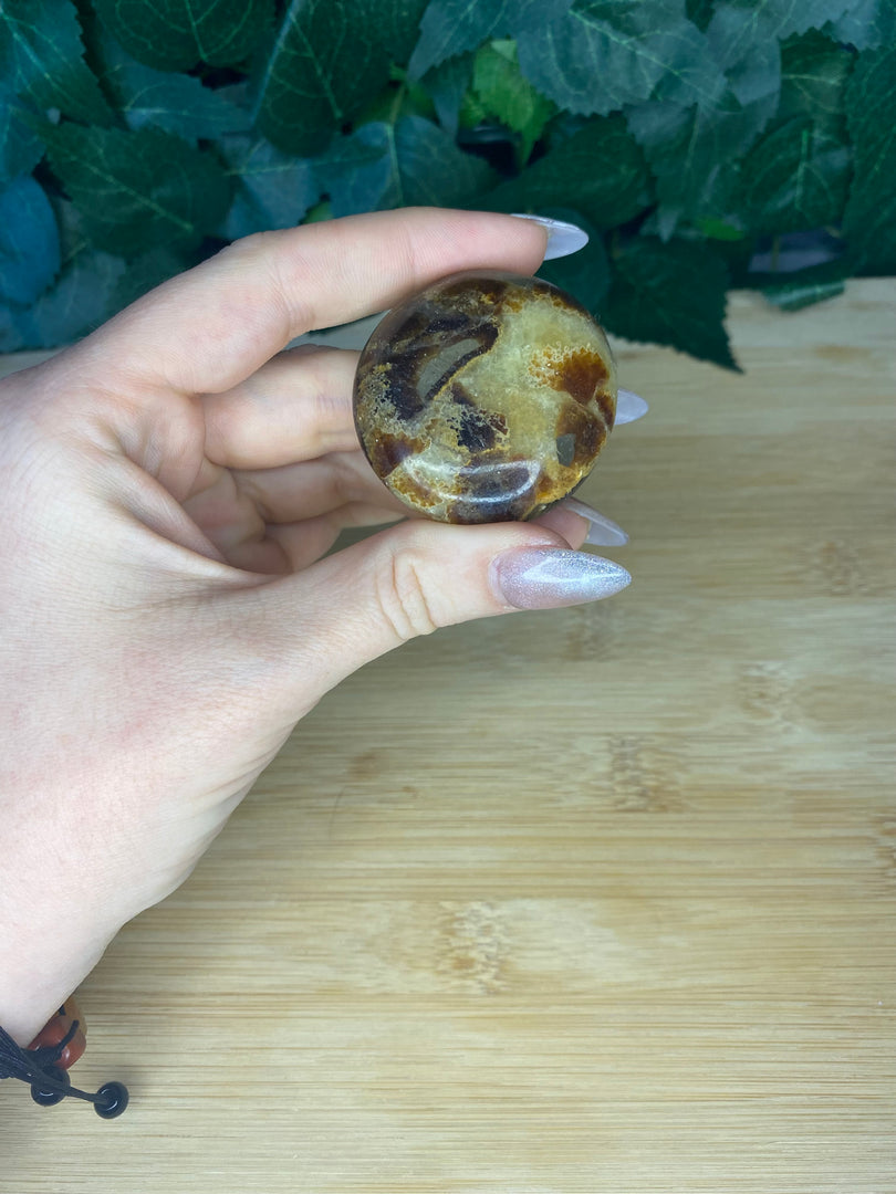 Septarian Palm Stone