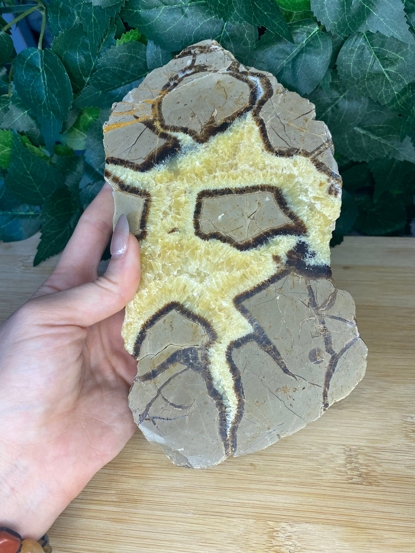 Septarian Slice Slab