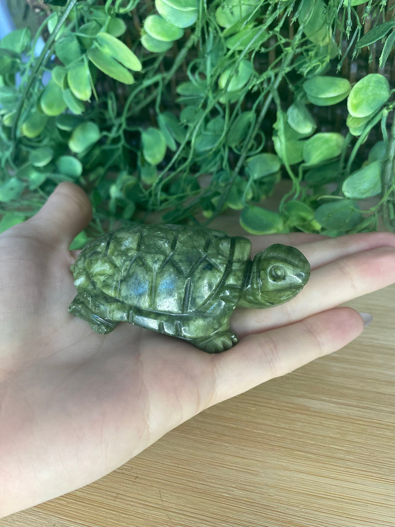 Green Jade Turtle